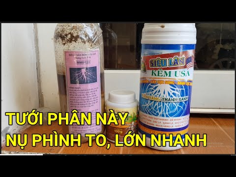 🔴 QBS22278 - WHAT FERTILIZER TO MAKE APRICOT BUDS GROW QUICKLY? Phone 0942456100 | TAKING CARE OF...