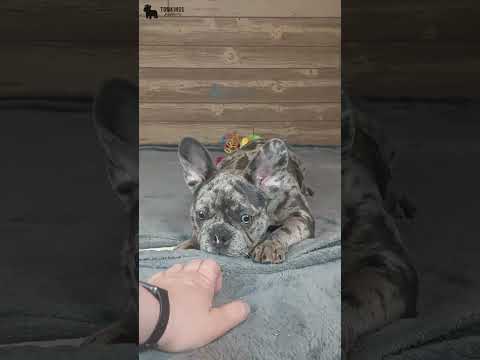 Video 4