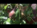 Liz’s garden - 5.6.2020 Leo Kottke Dead End