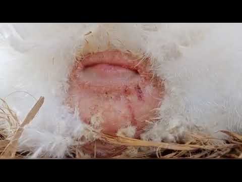 Broiler laying an egg (3)  @TheDodo