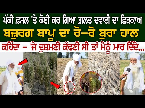 ਪੱਕੀ ਫ਼ਸਲ 'ਤੇ ਕੋਈ ਕਰ ਗਿਆ ਗ਼ਲਤ ਦਵਾਈ ਦਾ ਛਿੜਕਾਅ, ਬਜ਼ੁਰਗ ਬਾਪੂ ਦਾ ਰੋ-ਰੋ ਬੁਰਾ ਹਾਲ