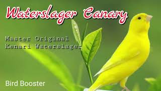 Download lagu Kenari Gacor | Waterslager Canary Training #birds #canary  #kenari #finch mp3