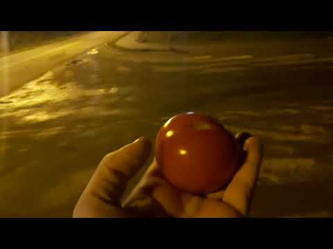 Czy pomidor jest niezniszczalny?¿