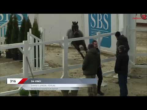 Da Vinci (Dantes'jr x Totilas) 3yo dressage stallion