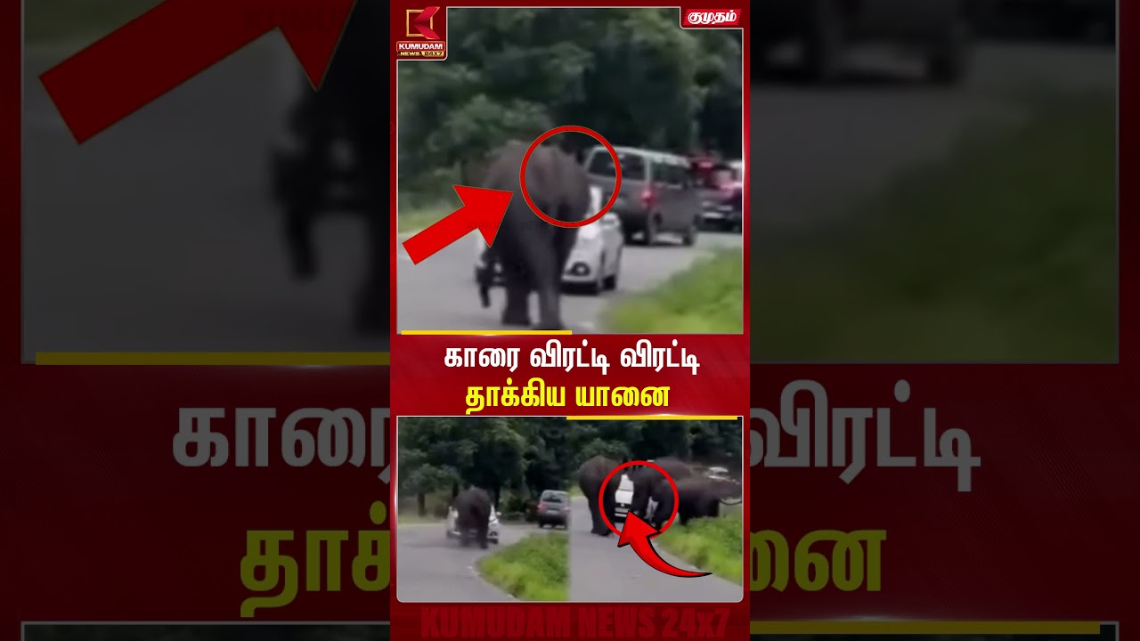 காரை விரட்டி விரட்டி தாக்கிய யானை..| Ooty | Kumudam News | Ooty Elephant