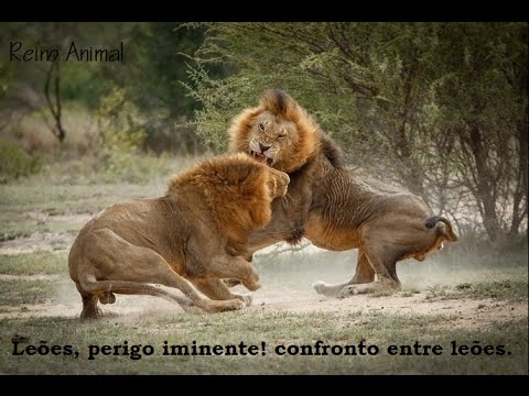Leões, perigo iminente (confronto entre leões) [Mr Winkel]