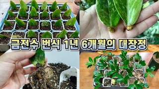 금전수 번식 하지 마세요 제발 ㅠㅠ 금전수 잎꽂이 죽음의 기다림 1년 6개월!!