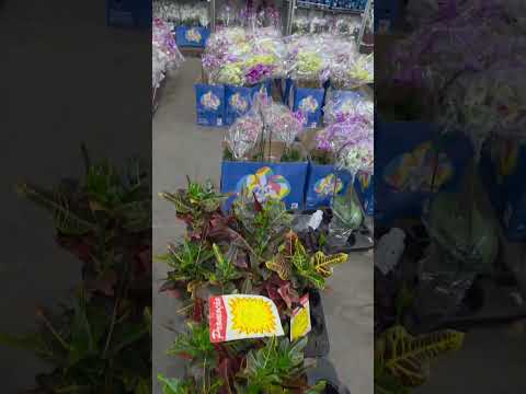 lojao das plantas na capital