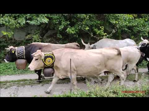 TRANSUMANZA, E FINITA LA STAGIONE DELL' ALPEGGIO - ROBILANTE (CN) MERC. 5 - 10 - 2022.