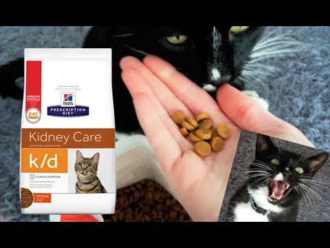 Kidney Disease Dry Cat Food Review/Taste Test/Nutritional Analysis!