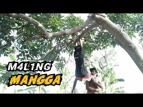 m4l1ng-mangga