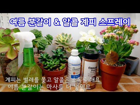 , title : '천대전송 여름 분갈이 & 알콜 숙성 계피 스프레이로  벌레 쫓기 多肉植物, Korean succulents'