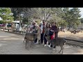 奈良公園で奇跡の友情！観光客と鹿の心温まるストーリー nara deer nara park in japan 🌸💖👌🦌🥰