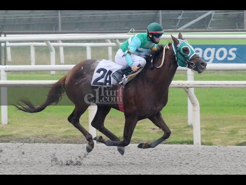 Carrera en Vivo de TRANCAFERRO en Meydan