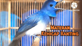 Download lagu Masteran KEHICAP RANTING Full Tembakan Panjang||Masteran Semua Jenis Burung❗️❗️❗️ mp3