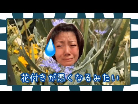 #花#紫色の花#庭#ガーデニング#Flower#段菊/段菊ってこんな花