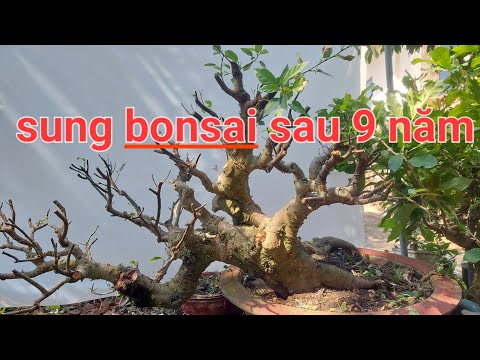 Cây sung bonsai nuôi từ hạt sau 9 năm