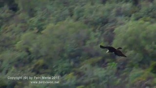 Spanish Imperial Eagle –Aquila adalberti