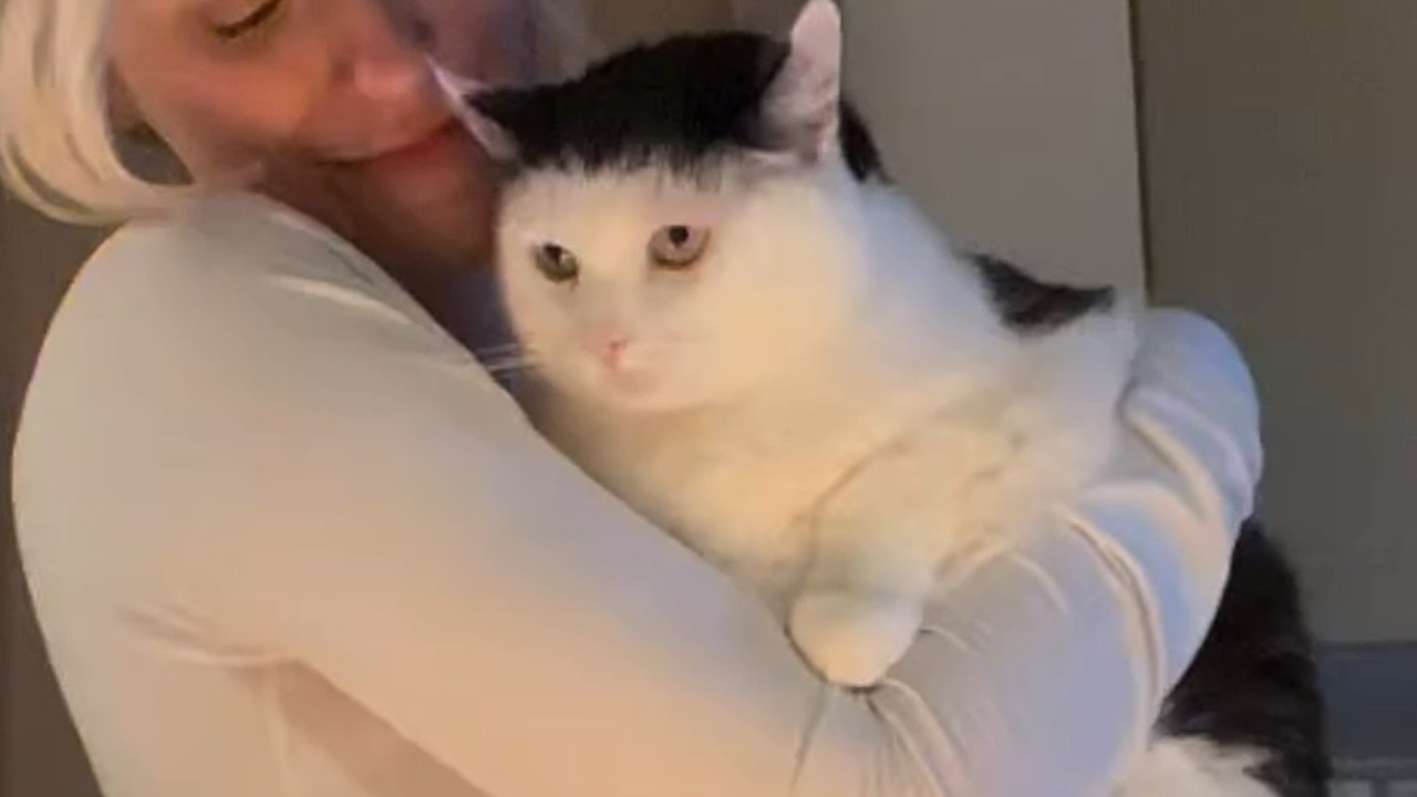 Dumped senior cat with 'no hope in her eyes' is loved again