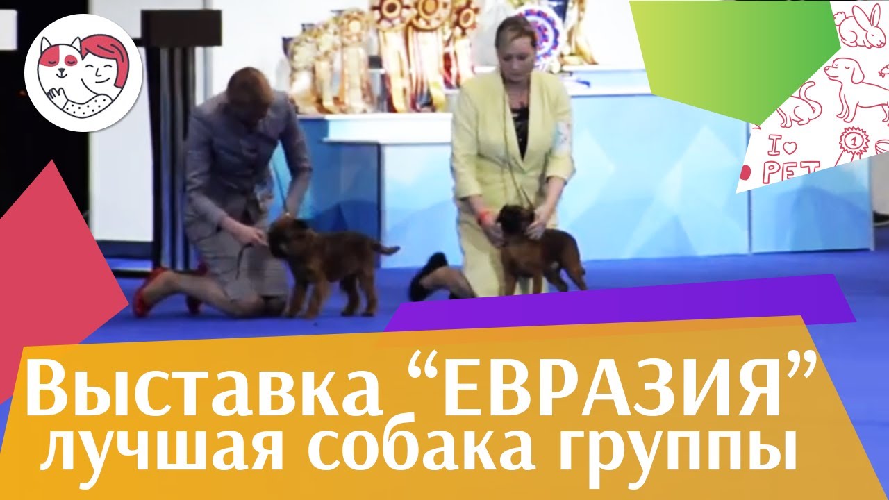 Лучшая собака 9 группы по классификации FCI 18 марта на Евразии 17 ilikepet