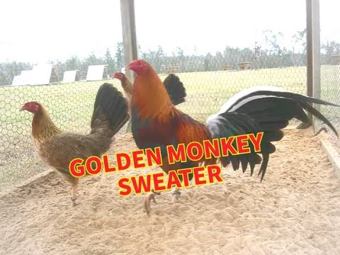 GOLDEN MONKEY SWEATER HISTORY AND CHARACTERISTICS ating alamin.