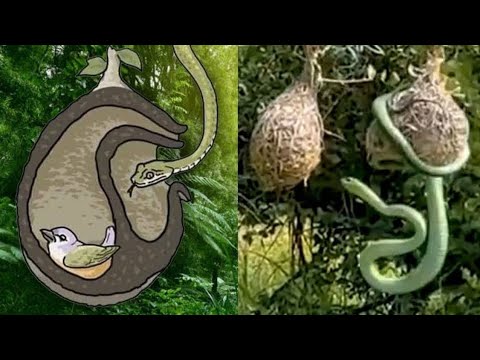 23 MOST AMAZING BIRD NESTS IN THE WORLD!