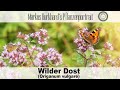 Der Wilde Dost Oregano Gegen Viele Krankheiten Warum Diese Pflanze In JEDEN Garten Gehört