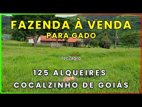 🌱 125 ALQUEIRES EM COCALZINHO | FAZENDA À VENDA EM GOIÁS #fazenda #tec2agro #agro