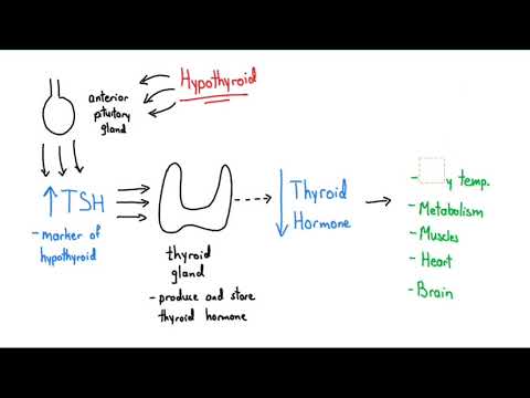 Synthroid Explained In 4 Minutes