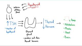 Synthroid Explained in 4 Minutes