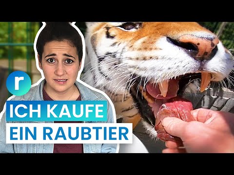 Tigers as pets: Is that possible in Germany? | reporter