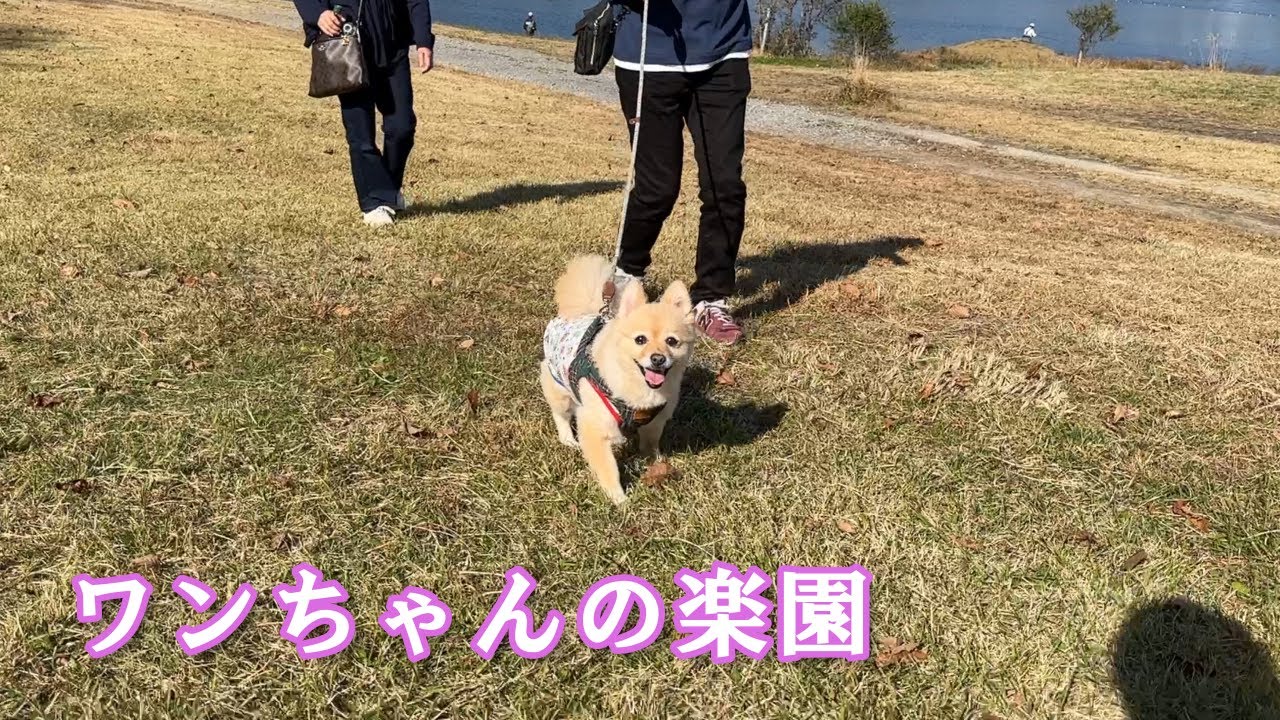 ポメくんと小川の流れるドッグランに行ってみた【エンゼルフォレスト白河高原】