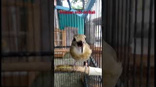 Download lagu ngetrek srdc mp3