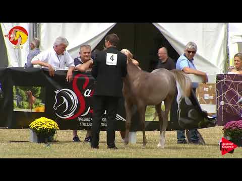N.4 AJ FAIK - ELRAN CUP 2019 - Colts foals (Class 2)