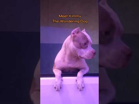 Hi dog my name is Kimmy