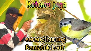 Download lagu sarang burung rametuk laut ketemu juga -- tingginya dipucuk pohon karet. mp3 Download lagu sarang burung rametuk laut ketemu juga -- tingginya dipucuk pohon karet. mp3