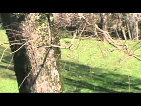 GALGOS & LIEBRES 2012 TEMUCO ,CHILE !