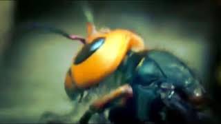 BFG division with wasps