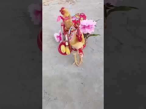 hen  viral video  मुर्गे की marriage                       