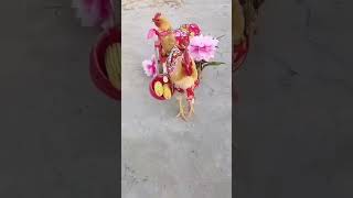 hen  viral video  मुर्गे की marria