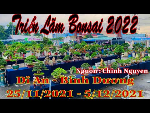 Triển lãm cây cảnh bonsai tại Dĩ An Bình ương ngày 25/11/2021 - 5/12/2021 | nguồn Chinh Nguyen