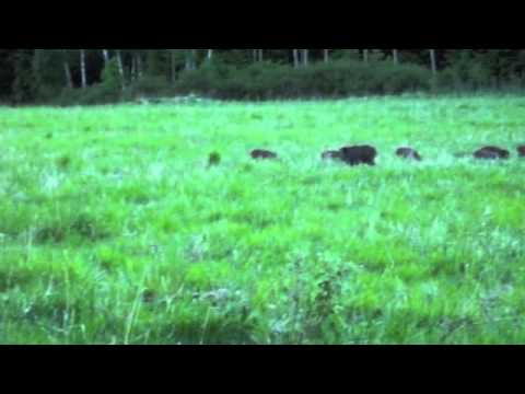 Mina grannar är riktiga grisar