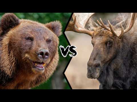 MOOSE VS BEAR - Who would win this epic fight?