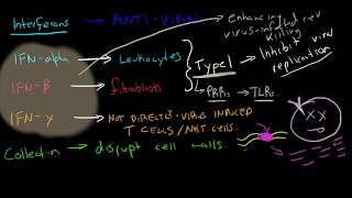 Immunology - Interferons