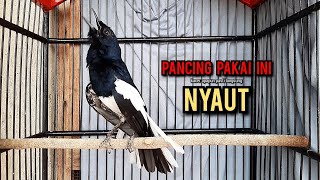 Download lagu SUARA BURUNG kacer gacor NGEPLONG tarung ini paling ampuh buat PANCINGAN KACER agar EMOSI mp3