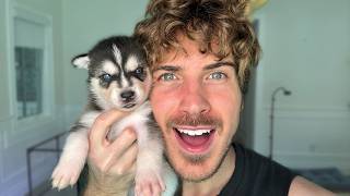 Naming My Rescue Husky Puppies!