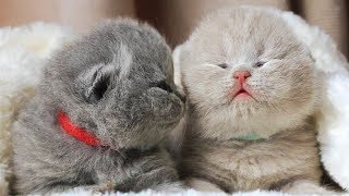 Смешные коты и котята! 😻 Милахи коты 😻 Забавные и милые моменты