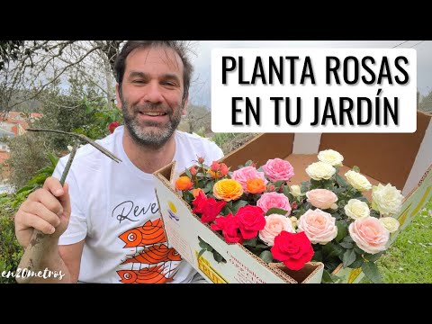 , title : 'LLENA TU JARDÍN DE ROSAS: cómo PLANTAR ROSALES KORDANA paso a paso || en20metros'