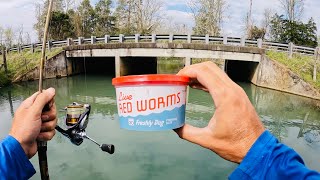 Old School Worm Fishing: How to Catch LOADS of Fish in a Tiny Creek