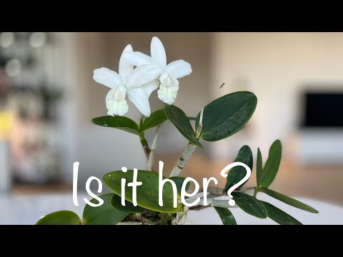 „ White fragrant no ID cattleya“ - could it be you, Princess Jackie?